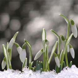 blumen-fuer-den-fruehling