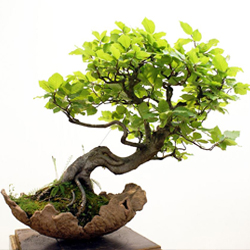 bonsai-baum