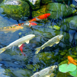 gartenteich-mit-fischen
