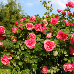 rosen-richtig-schneiden