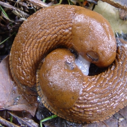 schneckengift-im-garten