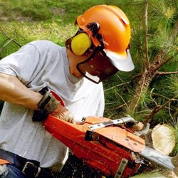 wie-faellt-man-einen-baum