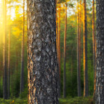 19449884 - nordic pine forest in evening light. short depth-of-field.