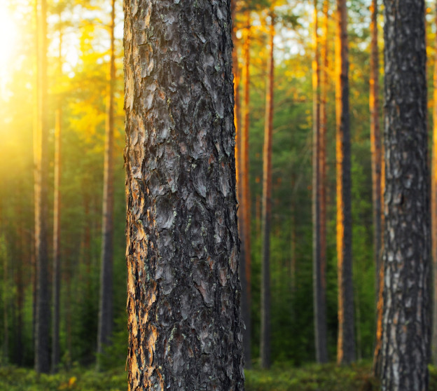 19449884 - nordic pine forest in evening light. short depth-of-field.